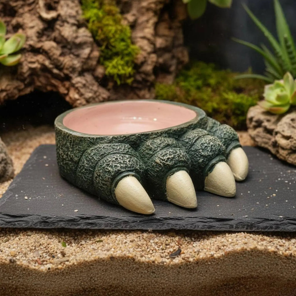 Reptile Talon Bowl Naturalistic Look Amphibian Food Water Bowl Amphibian Water Dish Easy to Clean Terrarium Accessory Safe